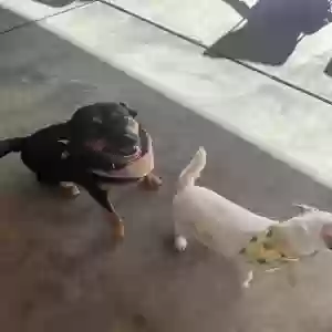 /images/pets/original/2184635_actual_three.webp