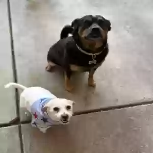 /images/pets/original/2184635_actual_two.webp