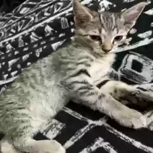 adoptable Cat in Orange, CA named sally