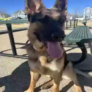adoptable Dog in Carrollton, TX named Iris