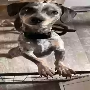adoptable Dog in Black Canyon City, AZ named Joujou