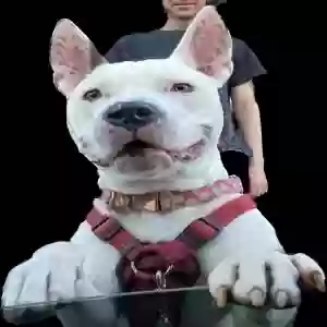 adoptable Dog in Portland, OR named Obi