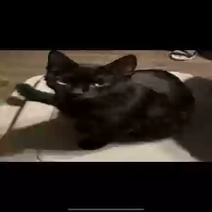 adoptable Cat in Chicago, IL named Coco