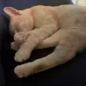 /images/pets/original/2184649_actual_three.webp