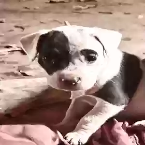 adoptable Dog in Little Rock, AR named Dash, pinky, angel