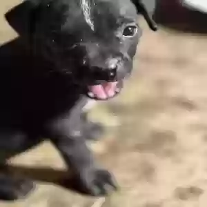adoptable Dog in Little Rock, AR named I have a mommy, daddy, and ten puppies that were dumped on me. I live at a dead end road on a mounta