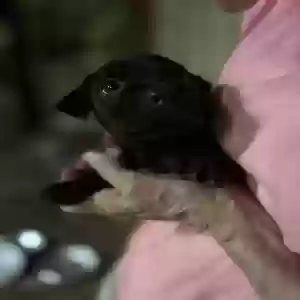 /images/pets/original/2184654_actual_three.webp