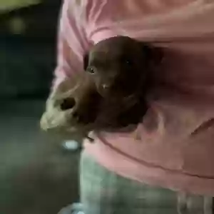 adoptable Dog in Little Rock, AR named Rex