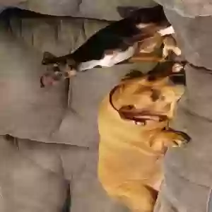 adoptable Dog in Roanoke Rapids, NC named Xena and Tipsy