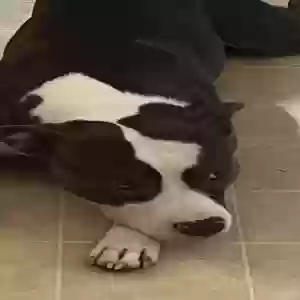 adoptable Dog in Upland, CA named Heaven