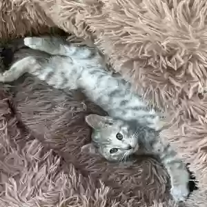 adoptable Cat in Los Angeles, CA named Bonita