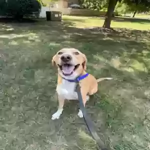 /images/pets/original/2184673_83804_IMG_20240912_150102.webp