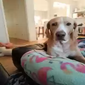 adoptable Dog in Herndon, VA named Bean