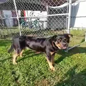 adoptable Dog in Mountain Home, AR named Sarge