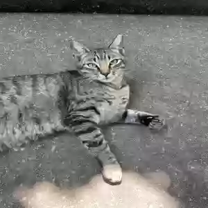 adoptable Cat in Rockville, MD named Tockie, Luna & Barry