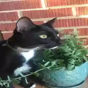 adoptable Cat in Greenville, SC named Loki