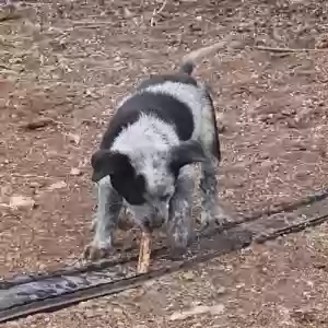 adoptable Dog in Seligman, AZ named None