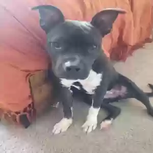 adoptable Dog in Avondale Estates, GA named Bentley