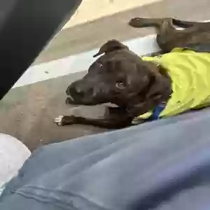 adoptable Dog in Austin, TX named Tango