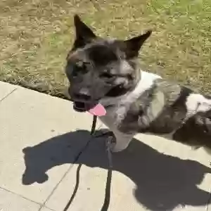 adoptable Dog in Los Angeles, CA named La la