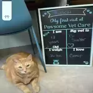 adoptable Cat in Ellington, CT named Rascal
