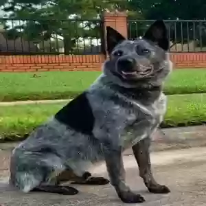 adoptable Dog in Katy, TX named Milo