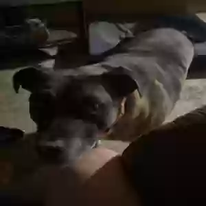 adoptable Dog in Prescott Valley, AZ named Bobbie