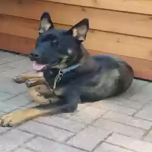 adoptable Dog in Oak Park, MI named JAX