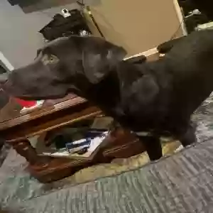 adoptable Dog in Madison Heights, MI named Unknown