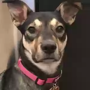 adoptable Dog in Dallas, TX named Ramona Quimby (Mony)