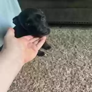 adoptable Dog in Norman, OK named Valor
