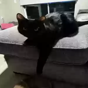 adoptable Cat in Chandler, AZ named Jet