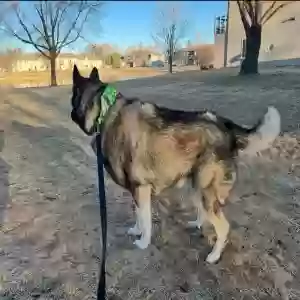 adoptable Dog in Brookings, SD named Lucy