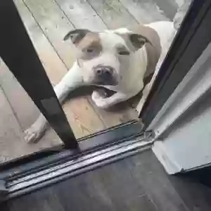 adoptable Dog in Atlanta, GA named Whiskey