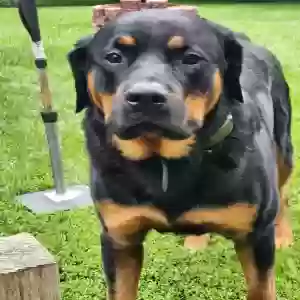 adoptable Dog in Muskego, WI named Apollo