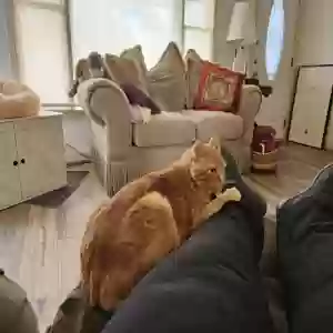 adoptable Cat in Abilene, TX named Stanley