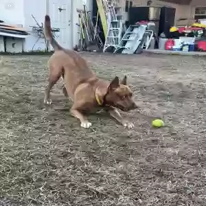 adoptable Dog in Fort Worth, TX named Blue