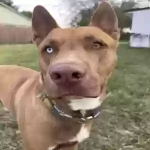 /images/pets/original/2184737_actual_three.webp