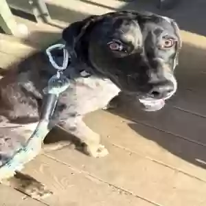adoptable Dog in Calhoun, GA named Bear