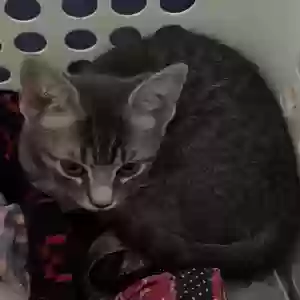 adoptable Cat in Houston, TX named None