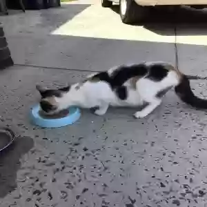 adoptable Cat in Harrisburg, NC named no name -I have called her Lucy