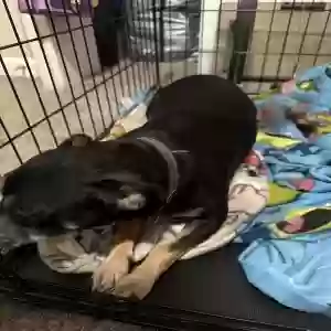 adoptable Dog in Stone Mountain, GA named Rocky