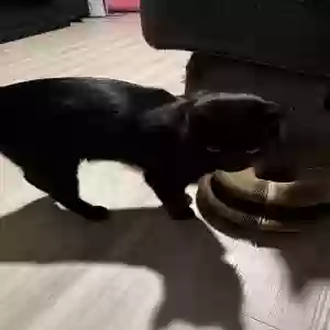 adoptable Cat in Unknown,  named Luna
