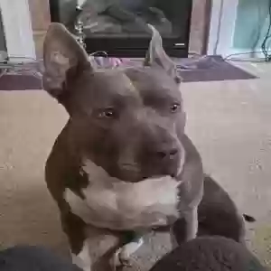 adoptable Dog in Hamilton, OH named Stella