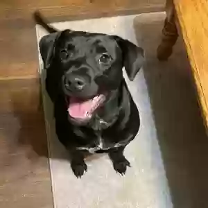 adoptable Dog in Griffin, GA named Unknown