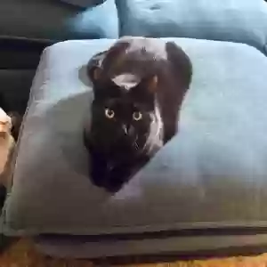 adoptable Cat in Atlantic City, NJ named Midnight