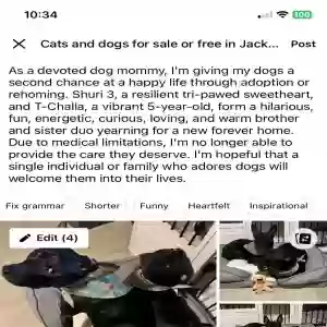 adoptable Dog in Southfield, MI named T’challa