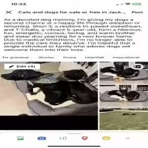 adoptable Dog in Southfield, MI named Shuri