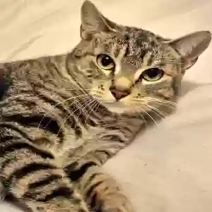adoptable Cat in Harrison, AR named Honey