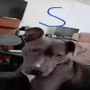 /images/pets/original/2184785_42542_Snapchat-1505682633.webp